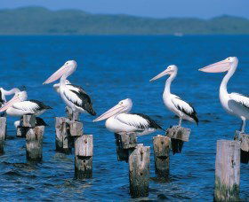 Walpole-Nornalup Inlets - Accommodation Gladstone 1