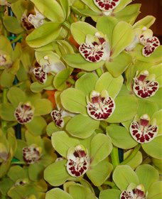 Tinonee Orchid Nursery - Accommodation Gladstone 1
