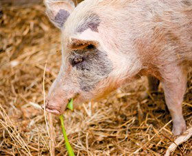 Djanbung Permaculture Gardens - Accommodation Gladstone 0