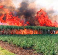 Reeves Family Sugar Cane Farm - Accommodation Gladstone