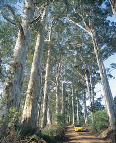 The Great Forest Trees Drive - Accommodation Gladstone 0