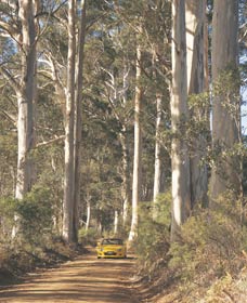 The Great Forest Trees Drive - Accommodation Gladstone 2