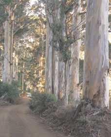 The Great Forest Trees Drive - Accommodation Gladstone 3