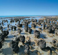 Hamelin Pool Stromatolites - Accommodation Gladstone