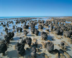 Hamelin Pool Stromatolites - Accommodation Gladstone 0