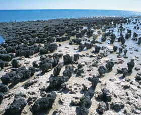 Hamelin Pool Stromatolites - Accommodation Gladstone 1