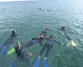 Dolphin Discovery Centre - Accommodation Gladstone 2