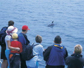 Dolphin Discovery Centre - Accommodation Gladstone 3