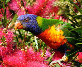 Box Cutting Rainforest Walk - Accommodation Gladstone 1