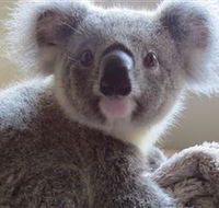 Koala Care Centre in Lismore - Accommodation Gladstone