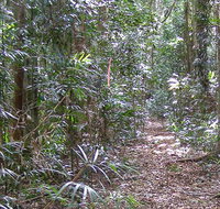 Big Scrub loop walking track - Accommodation Gladstone