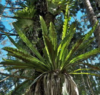 Whian Whian State Conservation Area - Accommodation Gladstone
