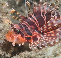 The Seaway Dive Site - Accommodation Gladstone