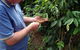 Wombah Coffee Plantation - thumb 0