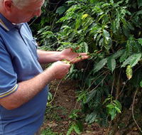 Wombah Coffee Plantation - Accommodation Gladstone