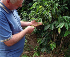 Wombah Coffee Plantation - Accommodation Gladstone 0