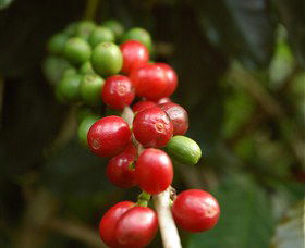 Wombah Coffee Plantation - Accommodation Gladstone 2