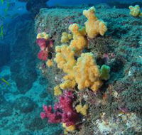 Shag Rock Dive Site - Accommodation Gladstone