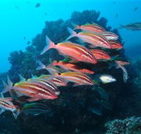 Flat Rock Dive Site - Accommodation Gladstone