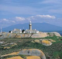 Montague Island Nature Reserve - Accommodation Gladstone