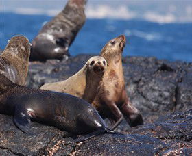 Montague Island Nature Reserve - Accommodation Gladstone 2