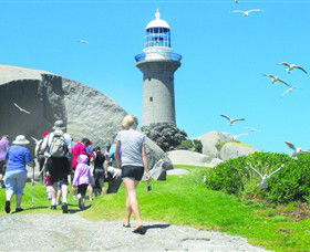 Montague Island Nature Reserve - Accommodation Gladstone 3