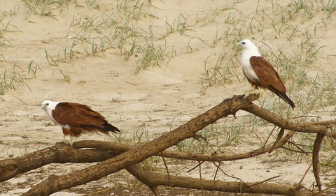 Broadwater National Park - Accommodation Gladstone 2