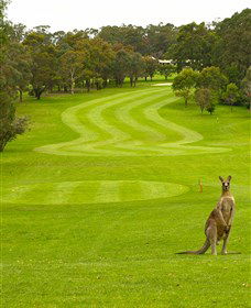 Pambula Merimbula Golf Club - Accommodation Gladstone 2