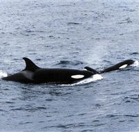 Killer Whale Trail - Accommodation Gladstone