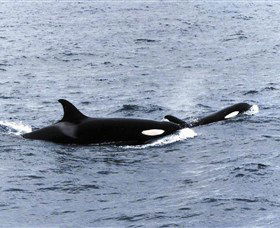 Killer Whale Trail - Accommodation Gladstone 0