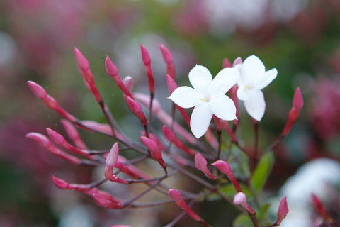 Jasmin Organics Skincare Farm And Factory - Accommodation Gladstone 3