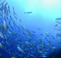 Cape Byron Marine Park - Accommodation Gladstone