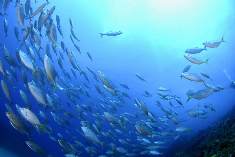 Cape Byron Marine Park - Accommodation Gladstone 0