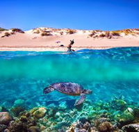 Snorkel the Ningaloo Reef - Accommodation Gladstone