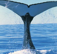 Humpback Whales - Accommodation Gladstone