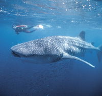 Swim with the Whale Sharks - Accommodation Gladstone
