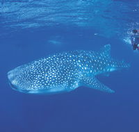 Ningaloo Reef - Accommodation Gladstone