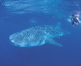 Ningaloo Reef - Accommodation Gladstone 0