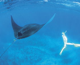 Ningaloo Reef - Accommodation Gladstone 3