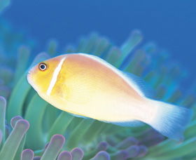 Ningaloo Reef - Accommodation Gladstone 2