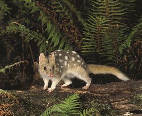 Tarkine Forest Reserve - Accommodation Gladstone 0