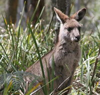 Blue Mountains Guides - Accommodation Gladstone