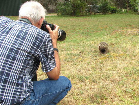 Echidna Walkabout Nature Tours - Accommodation Gladstone 6