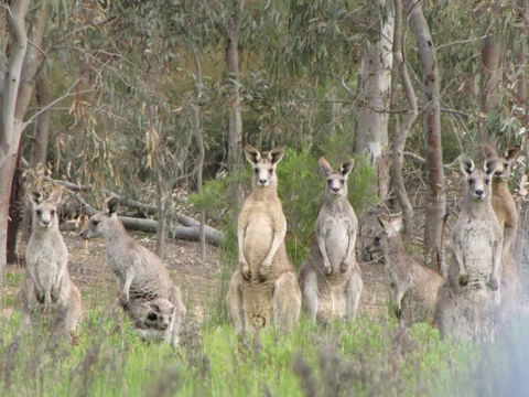 Echidna Walkabout Nature Tours - Accommodation Gladstone 15