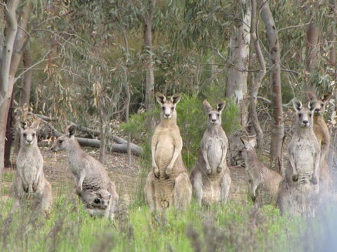 Echidna Walkabout Nature Tours - Accommodation Gladstone 16