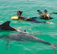 Rockingham Wild Encounters - Swim with Wild Dolphins - Accommodation Gladstone