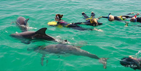 Rockingham Wild Encounters - Swim With Wild Dolphins - Accommodation Gladstone 2