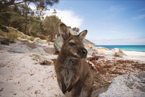 Nullarbor Traveller - Accommodation Gladstone 28