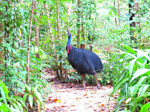 Daintree Safaris - Accommodation Gladstone 0