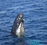 Jervis Bay Whales - Accommodation Gladstone